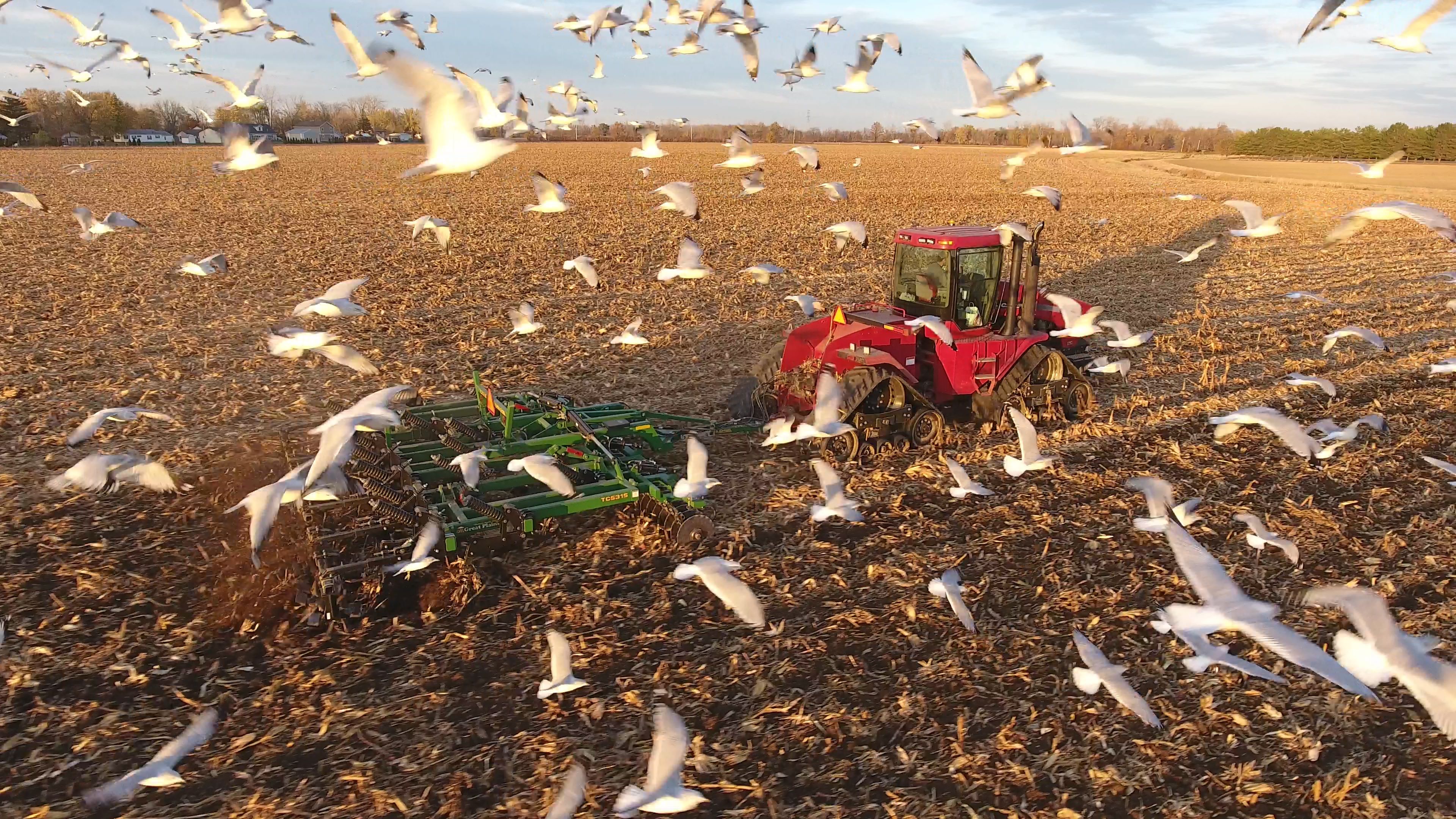 Seagulls flying over a tractor in a field.