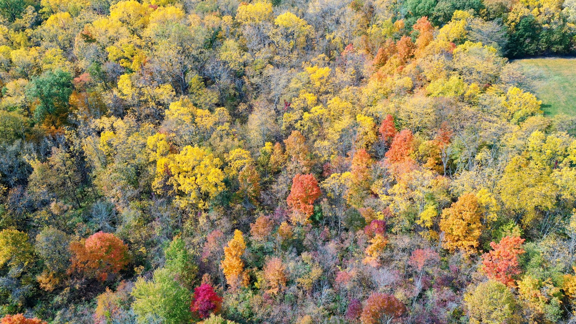An aerial view of a colorful forest captured by a drone.